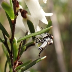 Empididae sp. (family) at Belconnen, ACT - 10 Sep 2023