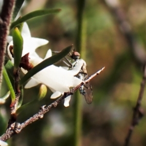 Empididae (family) at Belconnen, ACT - 10 Sep 2023