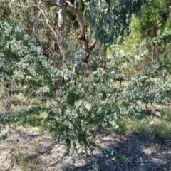 Chamaecytisus palmensis (Tagasaste, Tree Lucerne) at Bruce Ridge to Gossan Hill - 16 Sep 2023 by jpittock