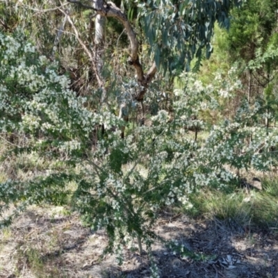 Chamaecytisus palmensis (Tagasaste, Tree Lucerne) at Bruce, ACT - 16 Sep 2023 by jpittock
