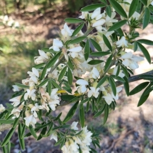 Chamaecytisus palmensis at Bruce, ACT - 16 Sep 2023