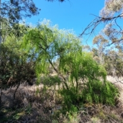 Salix babylonica (Weeping Willow) at Bruce Ridge to Gossan Hill - 16 Sep 2023 by jpittock