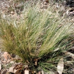 Nassella trichotoma (Serrated Tussock) at Bruce, ACT - 16 Sep 2023 by jpittock