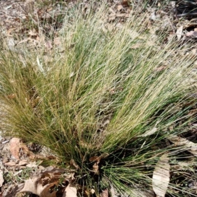 Nassella trichotoma (Serrated Tussock) at Bruce, ACT - 16 Sep 2023 by jpittock