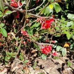 Chaenomeles speciosa (Flowering Quince) at Bruce Ridge to Gossan Hill - 16 Sep 2023 by jpittock