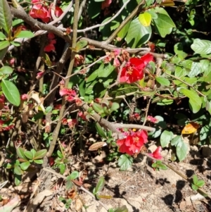 Chaenomeles speciosa at Bruce, ACT - 16 Sep 2023 10:04 AM