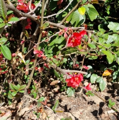 Chaenomeles speciosa (Flowering Quince) at Bruce Ridge to Gossan Hill - 16 Sep 2023 by jpittock