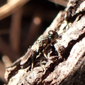 Chalcidoidea (superfamily) at Belconnen, ACT - 10 Sep 2023