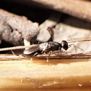 Chalcidoidea (superfamily) at Belconnen, ACT - 10 Sep 2023