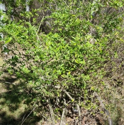 Ligustrum sinense (Narrow-leaf Privet, Chinese Privet) at Bruce Ridge - 16 Sep 2023 by jpittock