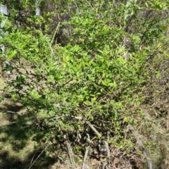 Ligustrum sinense (Narrow-leaf Privet, Chinese Privet) at Bruce Ridge to Gossan Hill - 16 Sep 2023 by jpittock