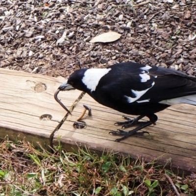 Gymnorhina tibicen (Australian Magpie) at Cook, ACT - 12 Sep 2023 by CathB