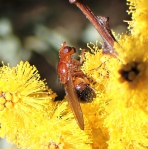 Rhagadolyra magnicornis at Belconnen, ACT - 12 Sep 2023 02:22 PM