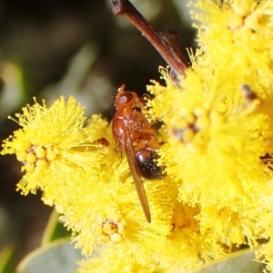 Rhagadolyra magnicornis at Belconnen, ACT - 12 Sep 2023 02:22 PM