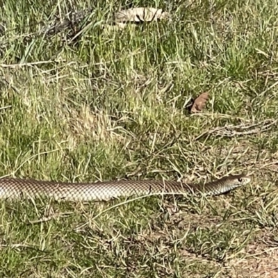 Pseudonaja textilis (Eastern Brown Snake) at Hackett, ACT - 16 Sep 2023 by Louisab