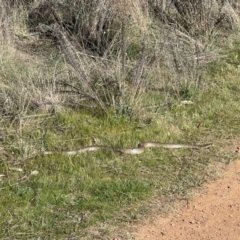 Pseudonaja textilis at Hackett, ACT - 16 Sep 2023 08:54 AM