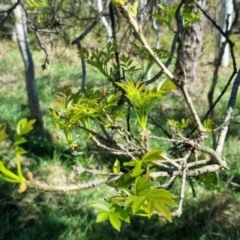 Fraxinus sp. (An Ash) at Bruce Ridge to Gossan Hill - 16 Sep 2023 by jpittock