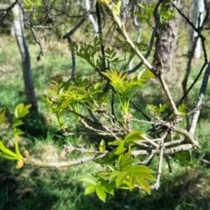 Fraxinus sp. at Bruce, ACT - 16 Sep 2023