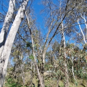 Fraxinus sp. at Bruce, ACT - 16 Sep 2023