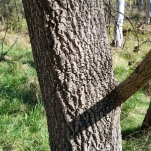 Fraxinus sp. at Bruce, ACT - 16 Sep 2023