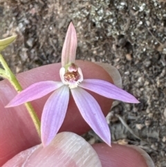 Caladenia carnea (Pink Fingers) at Aranda Bushland - 16 Sep 2023 by lbradley