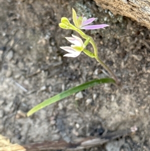 Caladenia carnea at Aranda, ACT - 16 Sep 2023