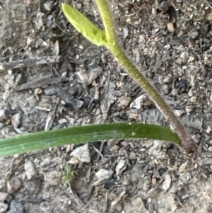 Caladenia carnea at Aranda, ACT - 16 Sep 2023