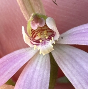 Caladenia carnea at Aranda, ACT - 16 Sep 2023