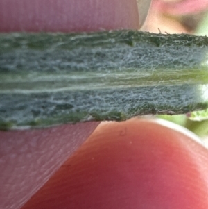 Senecio quadridentatus at Aranda, ACT - 16 Sep 2023 11:07 AM