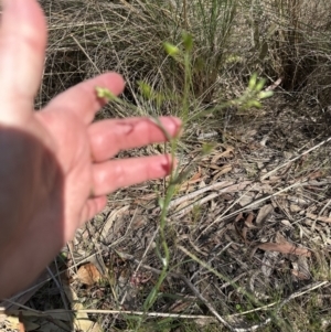 Senecio quadridentatus at Aranda, ACT - 16 Sep 2023