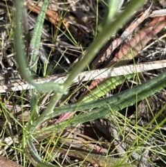 Senecio quadridentatus at Aranda, ACT - 16 Sep 2023