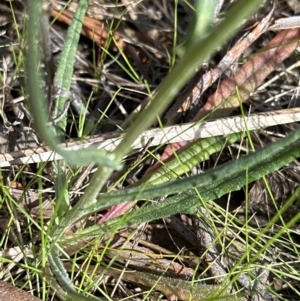 Senecio quadridentatus at Aranda, ACT - 16 Sep 2023 11:07 AM