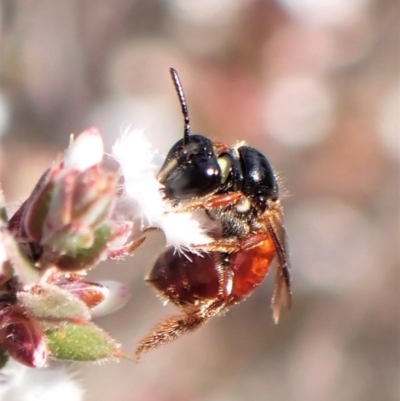 Exoneura sp. (genus) (A reed bee) at Aranda Bushland - 12 Sep 2023 by CathB