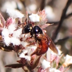 Exoneura sp. (genus) at Belconnen, ACT - 12 Sep 2023