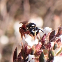 Exoneura sp. (genus) at Belconnen, ACT - 12 Sep 2023