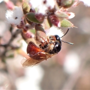 Exoneura sp. (genus) at Belconnen, ACT - 12 Sep 2023