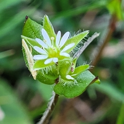 Stellaria media (Common Chickweed) at Bruce Ridge to Gossan Hill - 16 Sep 2023 by trevorpreston