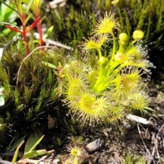 Drosera gunniana (Pale Sundew) at Bruce Ridge - 16 Sep 2023 by trevorpreston