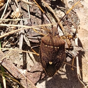 Poecilometis strigatus at Bruce, ACT - 16 Sep 2023