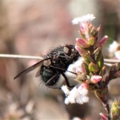 Calliphoridae (family) (Unidentified blowfly) at Belconnen, ACT - 12 Sep 2023 by CathB