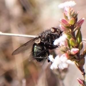 Calliphoridae (family) at Belconnen, ACT - 12 Sep 2023