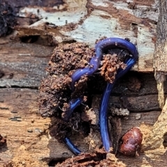Caenoplana coerulea (Blue Planarian, Blue Garden Flatworm) at Bruce Ridge - 16 Sep 2023 by trevorpreston