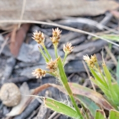 Luzula densiflora (Dense Wood-rush) at Bruce, ACT - 16 Sep 2023 by trevorpreston