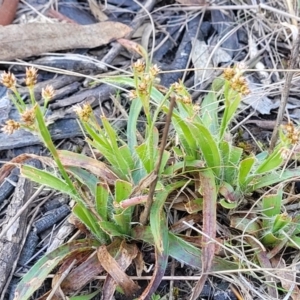 Luzula densiflora at Bruce, ACT - 16 Sep 2023