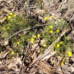 Hibbertia calycina (Lesser Guinea-flower) at Bruce Ridge - 16 Sep 2023 by trevorpreston