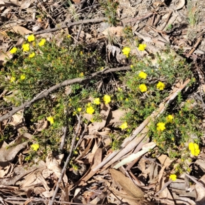 Hibbertia calycina (Lesser Guinea-flower) at Bruce, ACT - 16 Sep 2023 by trevorpreston