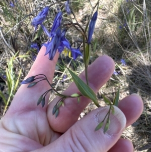 Stypandra glauca at Aranda, ACT - 16 Sep 2023