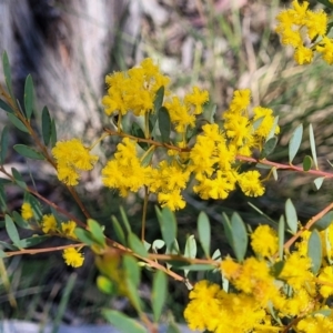 Acacia buxifolia subsp. buxifolia at Bruce, ACT - 16 Sep 2023 10:00 AM