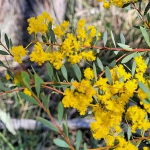 Acacia buxifolia subsp. buxifolia at Bruce, ACT - 16 Sep 2023 10:00 AM