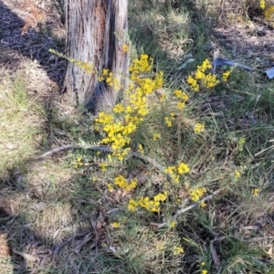 Acacia buxifolia subsp. buxifolia at Bruce, ACT - 16 Sep 2023 10:00 AM